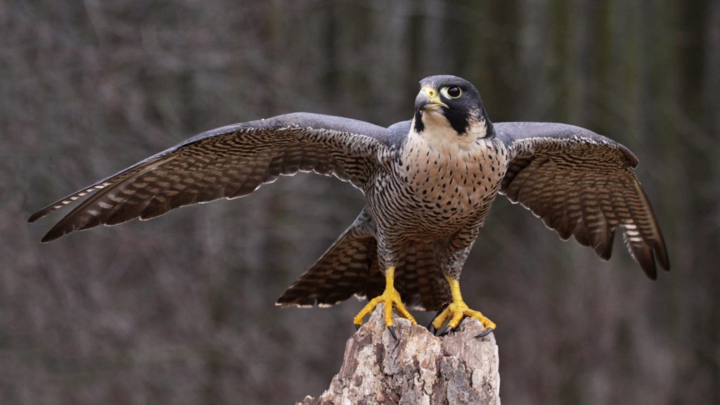 すぐにできる！Python3とFalconを使ったAPIサーバ構築